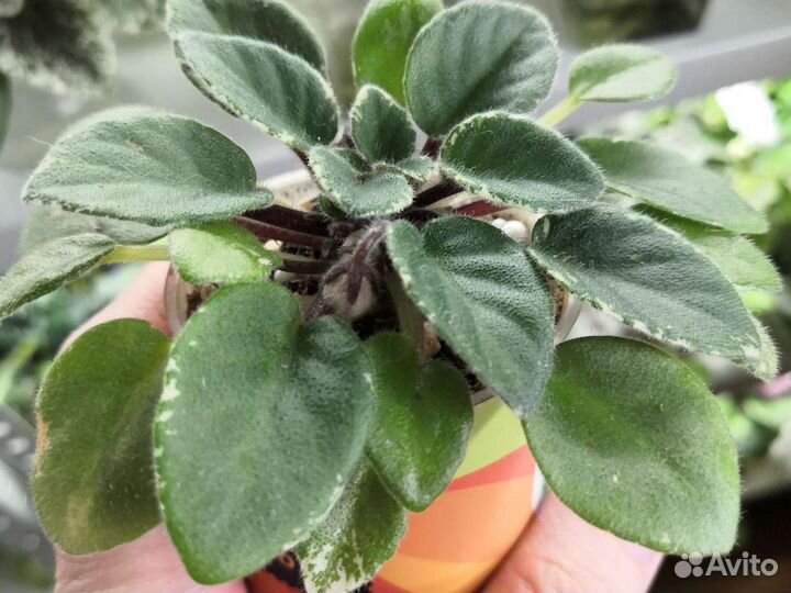 Фиалка-мини