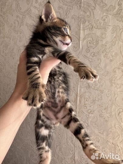 Котята мейн-кун