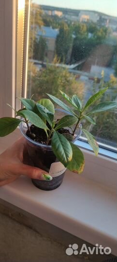 Гардения жасминовидная