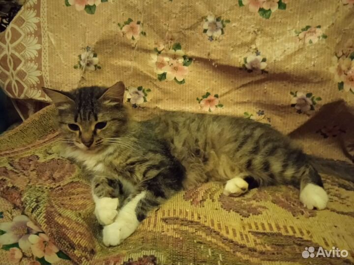 Красивая кошечка