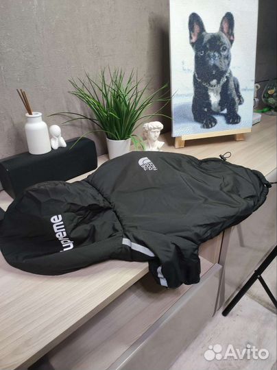 Одежда для собак