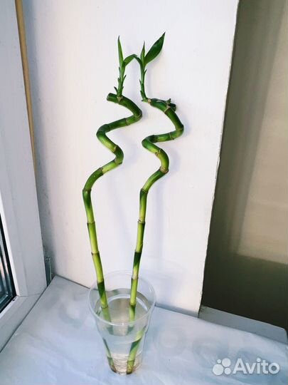 Бамбук лаки спираль IKEA