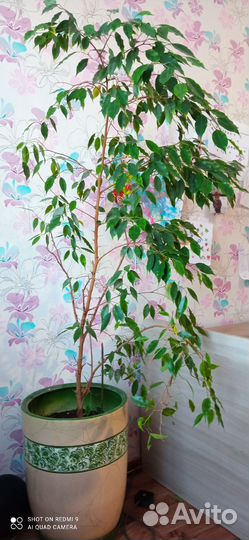 Фикус бенджамина
