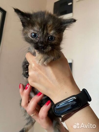 Котята в добрые руки бесплатно