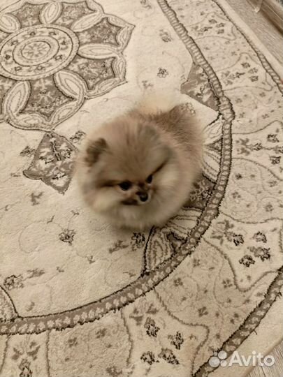 Померанчик