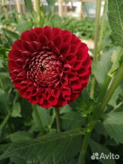 Цветы на срезку в букеты