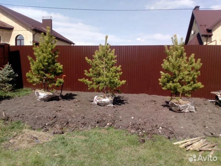 Ель крупномеры
