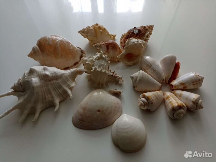 Морские раковины