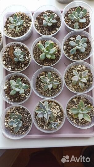 Кактусы и суккуленты