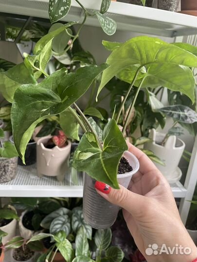 Сингониум panda