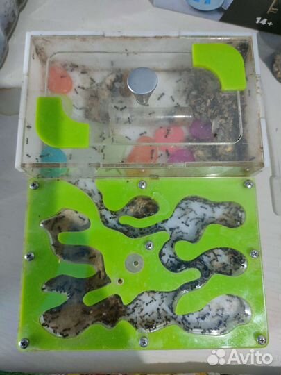 Муравьиная ферма с муравьями