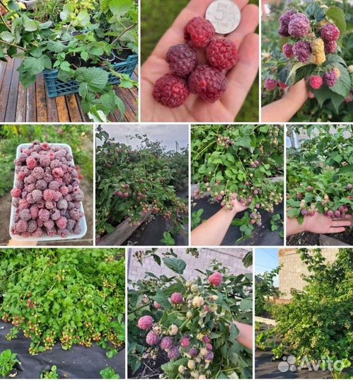 Малина Глен Кое