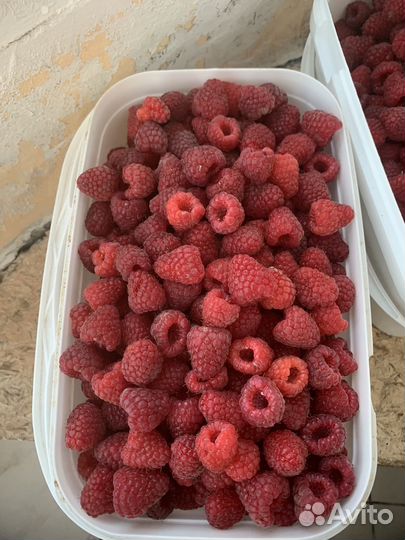 Саженцы ремонтантной малины