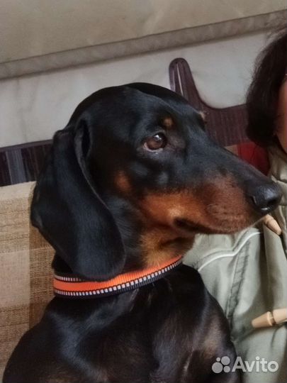 Такса кобель, вязка