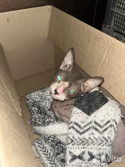 Канадский сфинкс