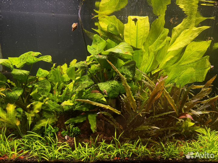 Аквариум с тумбой juwel 125 литров