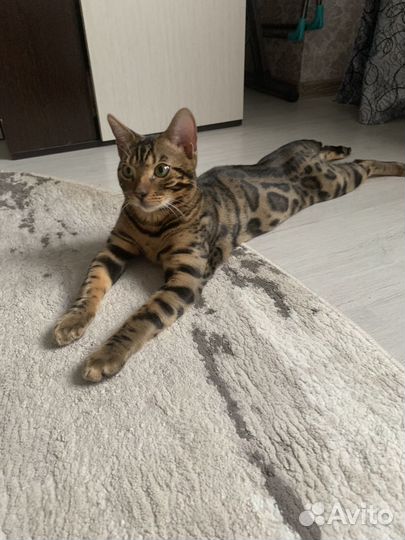 Бенгальский кот