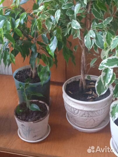 Фикусы Бенджамина,драцена и др.растения