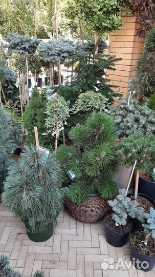 На штамбе большой ассортимент хвойных