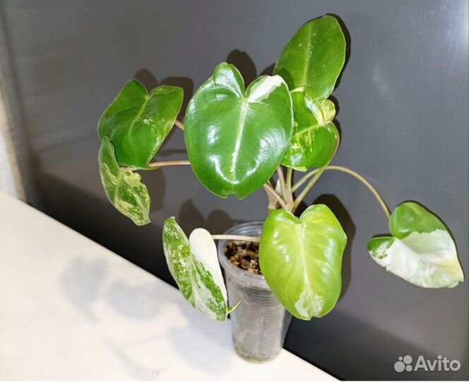 Редкие и экзотические растения 7