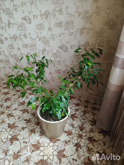 Фикус бенджамина большой