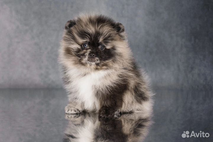 Щенки шпица