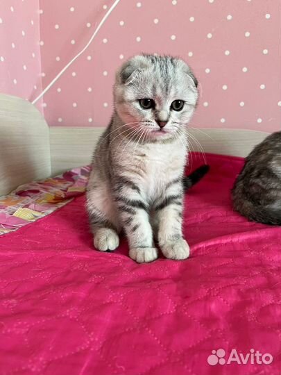 Клубные котята девочка и мальчик с документами