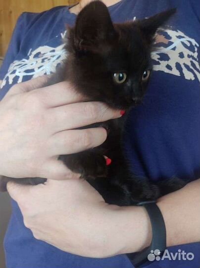 Черные котята