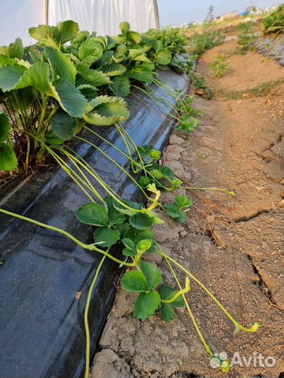 Рассада клубники