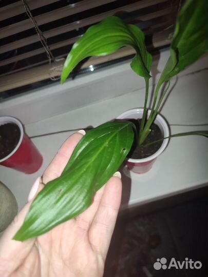 Спатифиллум