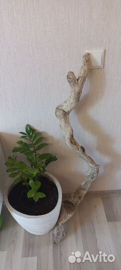 Коряга дрифтвуд для декора