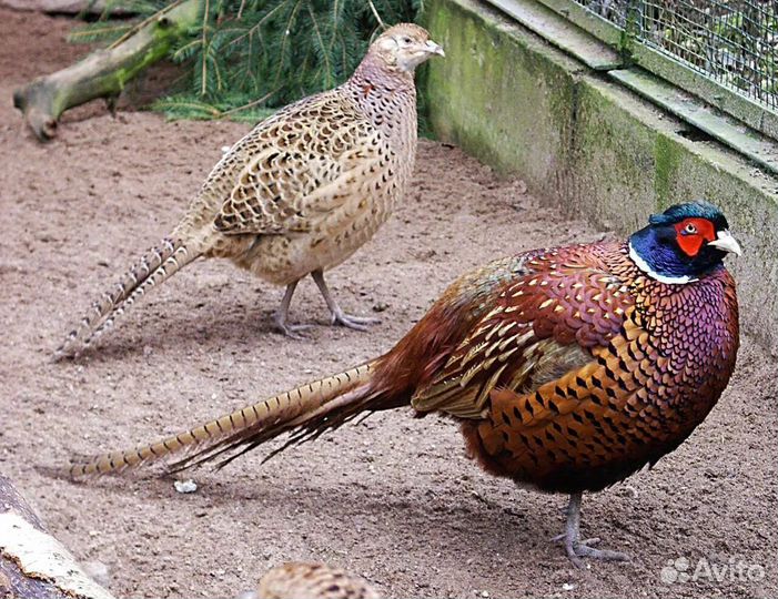 Фазан охотничий