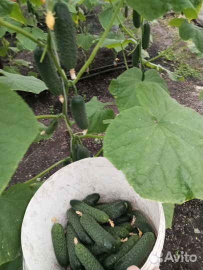 Огурцы и помидоры свежие