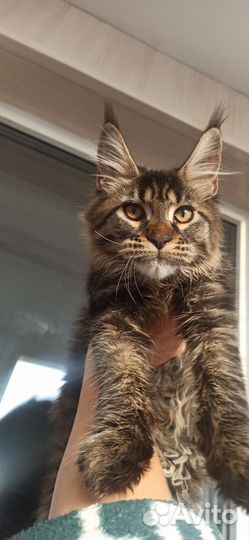 Мейн-кун полидакт