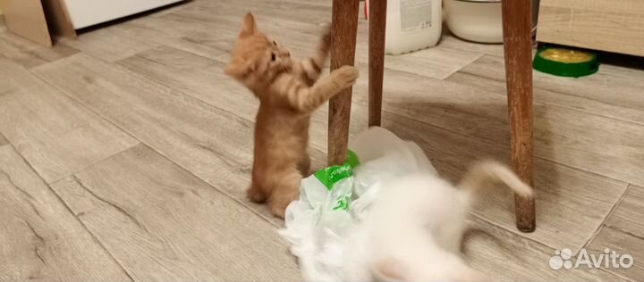 Кошки в добрые руки бесплатно