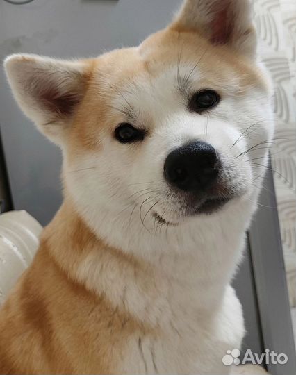 Щенки акита ину