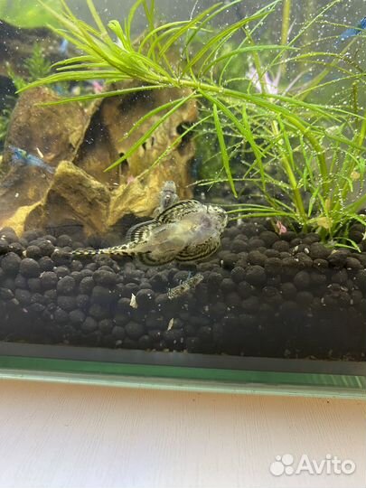 Севилья псевдоскат