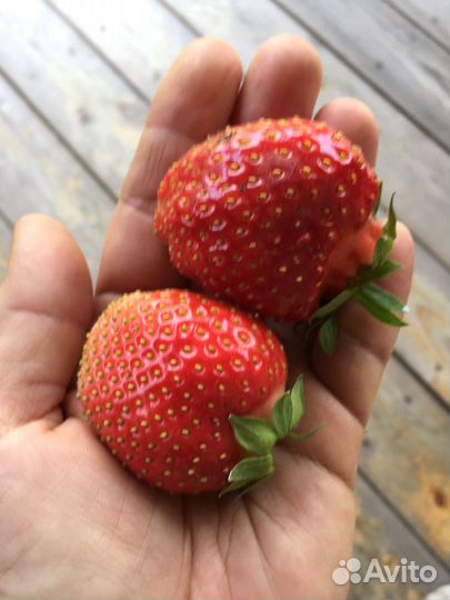 Рассада клубники