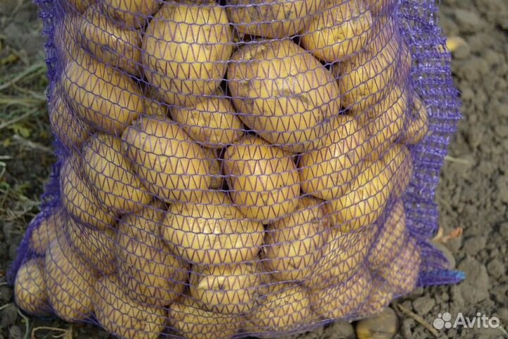 Семенной картофель 