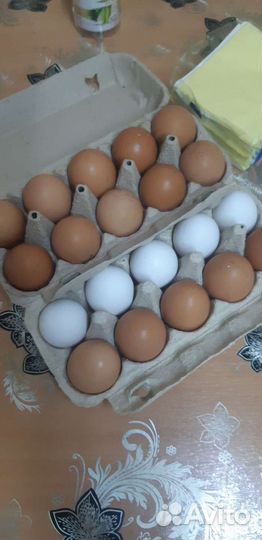 Домашние куриные яйца