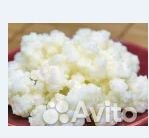 Молочный гриб