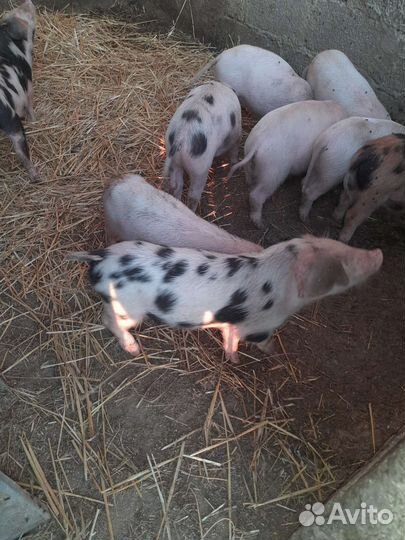 Поросенок ландрас дурок