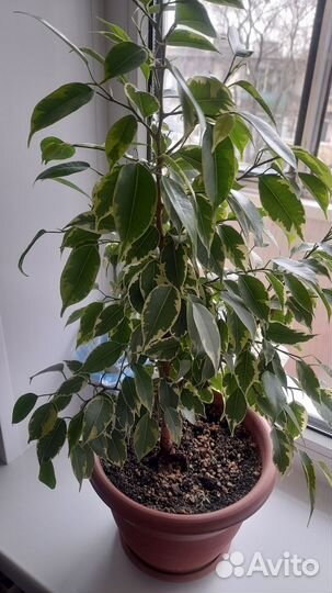 Фикус Кинки