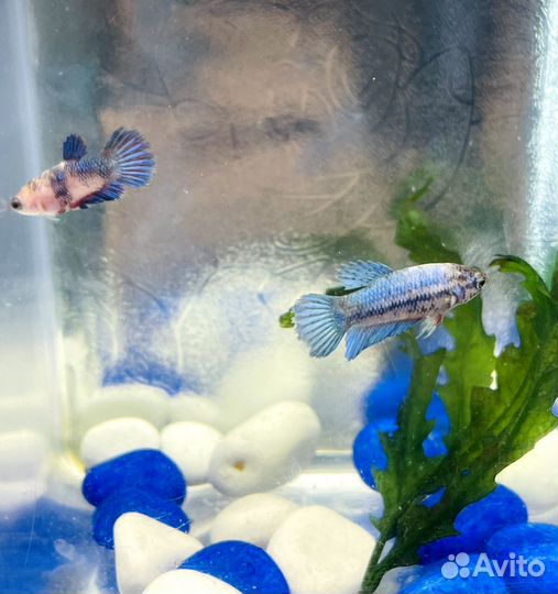 Рыбка Петушок