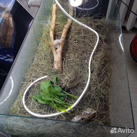 Черепаха сухопутная