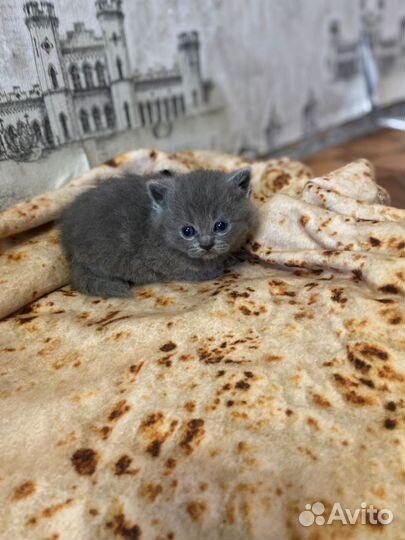 Британские котята