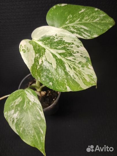 Монстера Альба вариегатная
