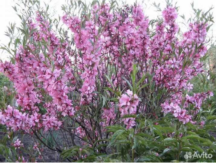 Миндаль декоративный - многолетний кустарник