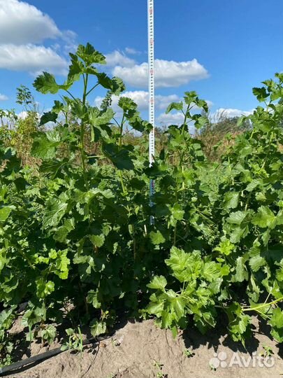 Смородина, йошта