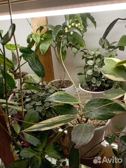 Хойи на срез